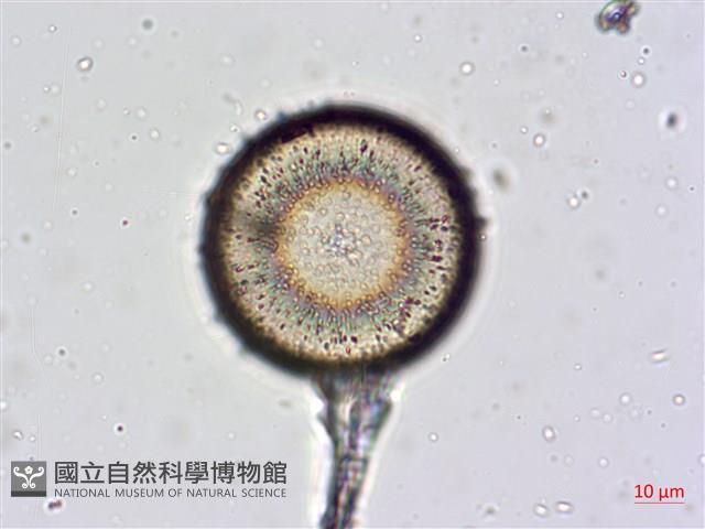 登錄號:A00004477藏品圖，第10張