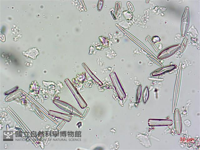 登錄號:A00004607藏品圖，第10張
