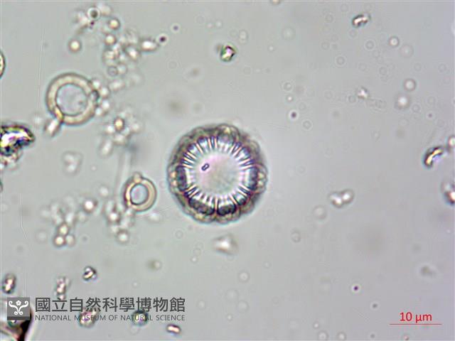 登錄號:A00004615藏品圖，第10張