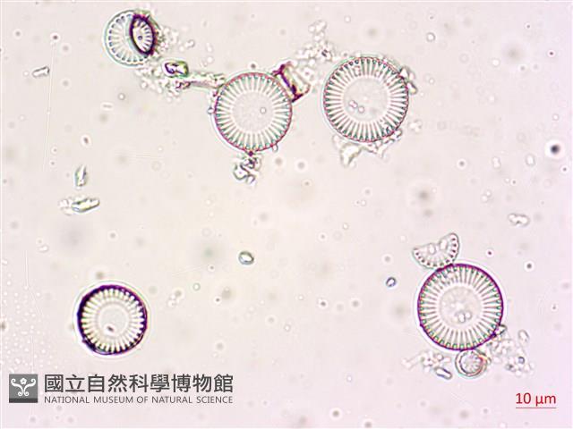 登錄號:A00004611藏品圖，第10張