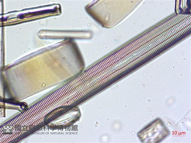 登錄號:A00004633藏品圖，第10張