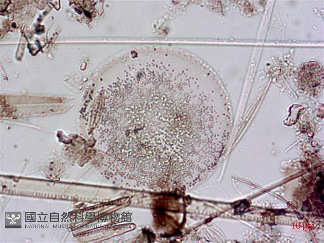 登錄號:A00004643藏品圖，第10張