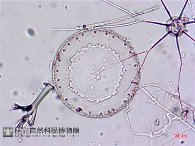 登錄號:A00004656藏品圖，第20張