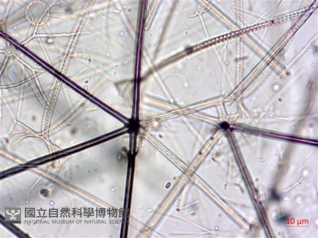 登錄號:A00004654藏品圖，第20張