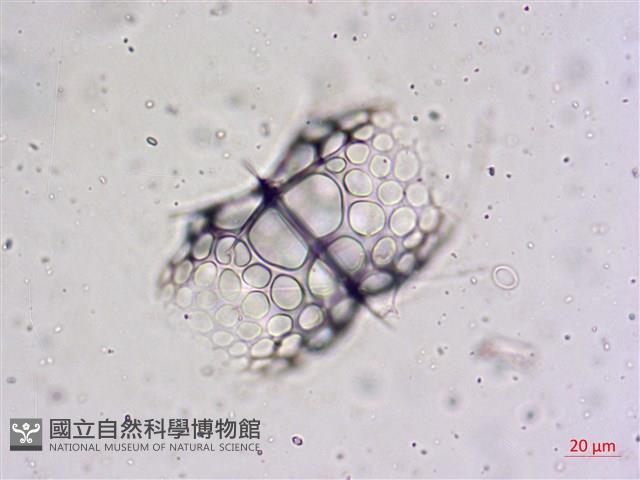 登錄號:A00004655藏品圖，第19張