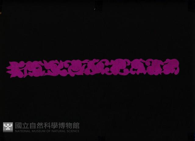 剪紙花藏品圖，第1張