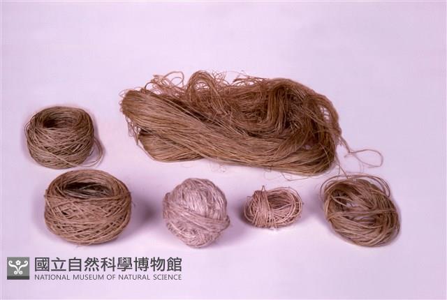 線團藏品圖，第1張