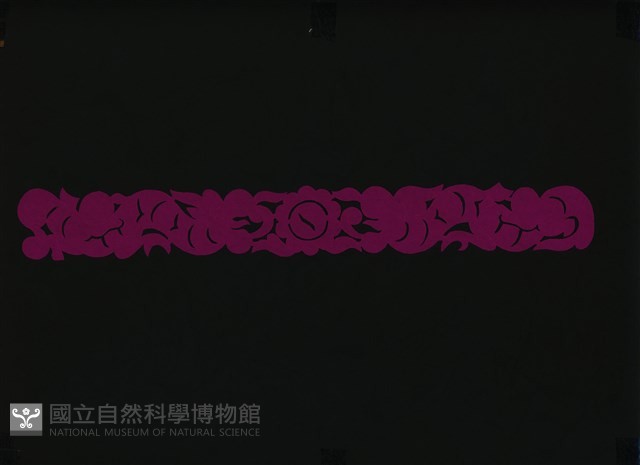 剪紙花藏品圖，第1張