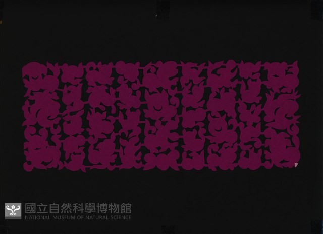 剪紙花藏品圖，第1張