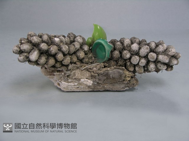 八角斗藏品圖，第194張
