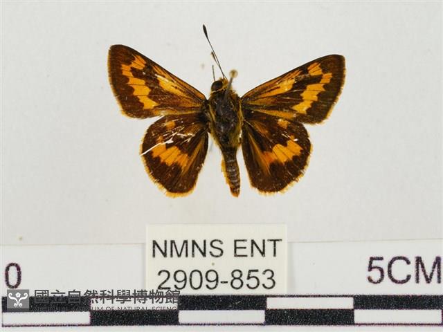 墨子黃斑弄蝶藏品圖，第1張