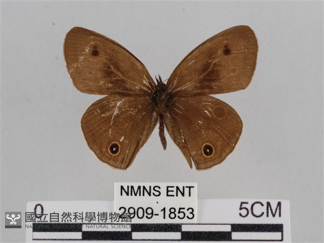 江崎波眼蝶藏品圖，第1張