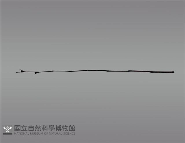 祭桿藏品圖，第1張