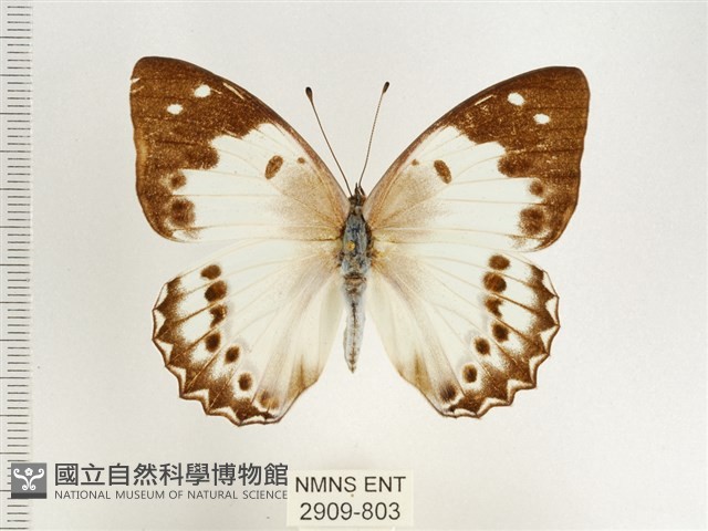傲白蛺蝶藏品圖，第1張