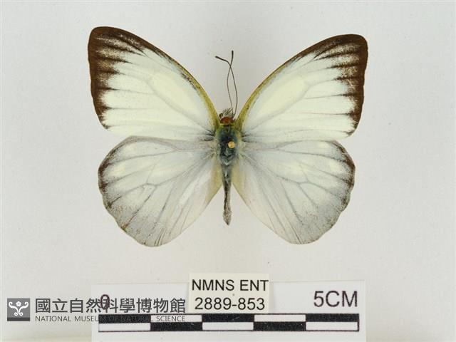 淡褐脈粉蝶藏品圖，第1張