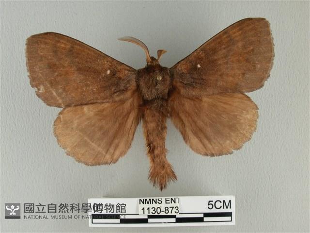 波紋枯葉蛾藏品圖，第1張