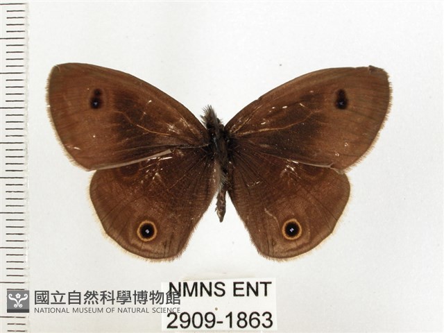 白帶波眼蝶藏品圖，第1張