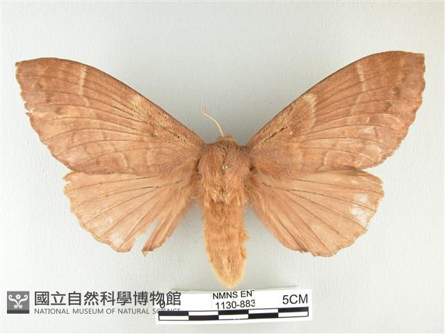 波紋枯葉蛾藏品圖，第1張