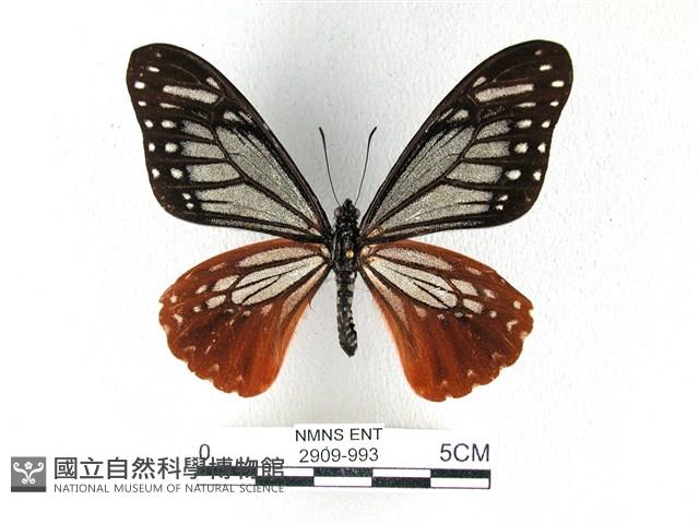 斑鳳蝶藏品圖，第1張
