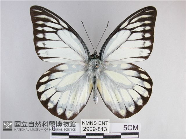 鋸粉蝶藏品圖，第1張