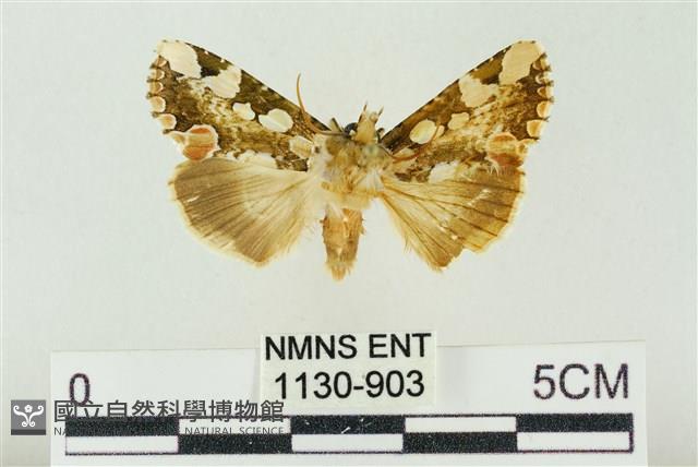 連珠波紋蛾藏品圖，第1張