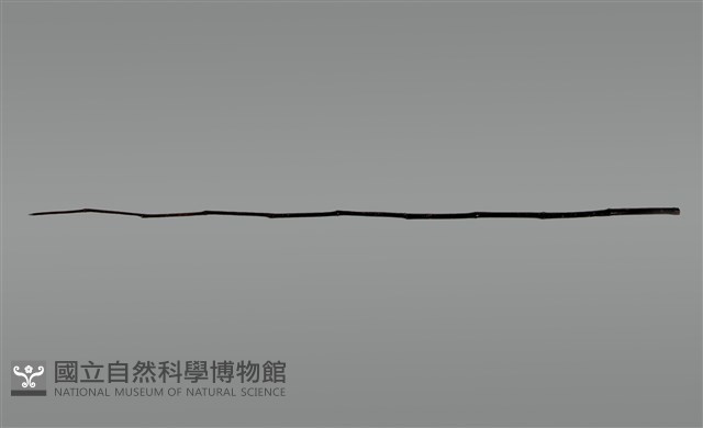 祭桿藏品圖，第1張