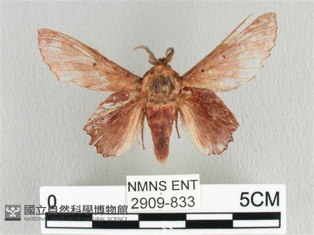 臺灣枯葉蛾藏品圖，第1張