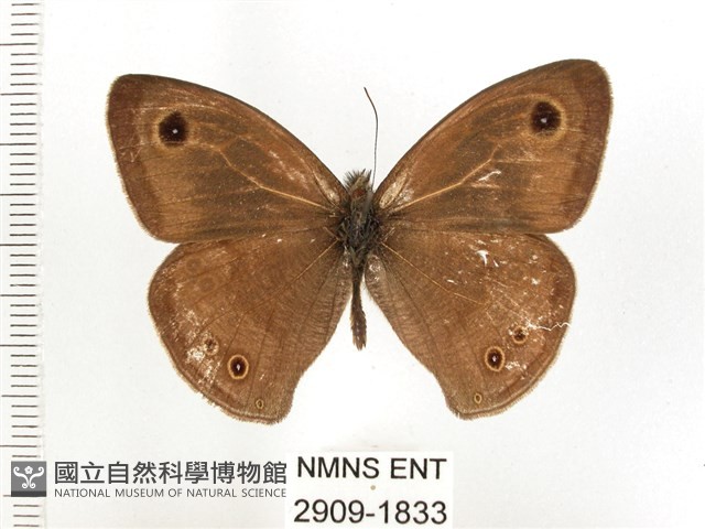 白漪波眼蝶藏品圖，第1張