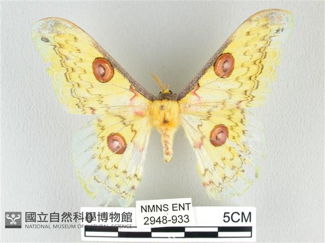 黃豹天蠶蛾藏品圖，第1張