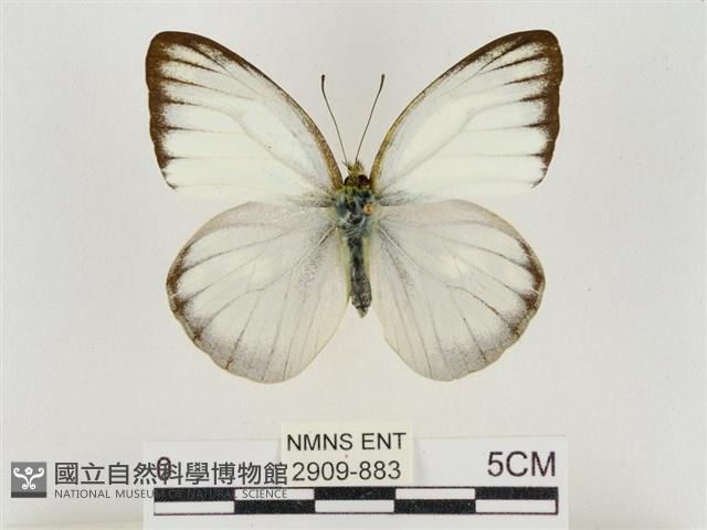 淡褐脈粉蝶藏品圖，第1張