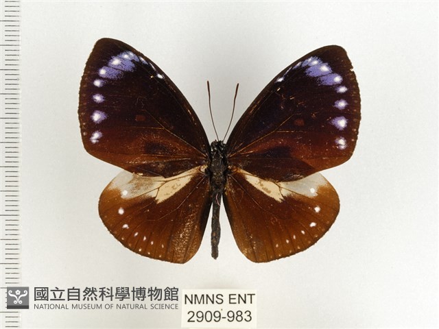 小紫斑蝶藏品圖，第1張