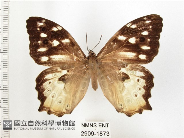 白斑蔭眼蝶藏品圖，第1張