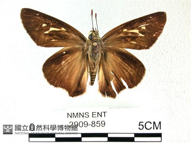 長翅弄蝶藏品圖，第1張