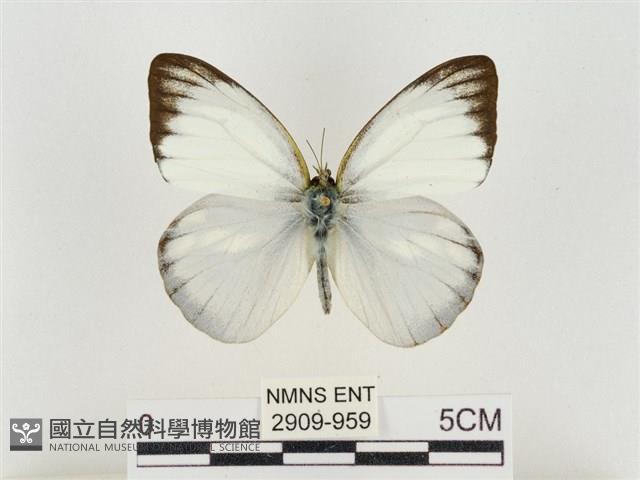 淡褐脈粉蝶藏品圖，第1張