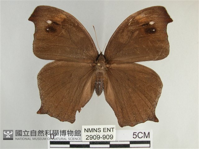 森林暮眼蝶、黑樹蔭蝶藏品圖，第1張