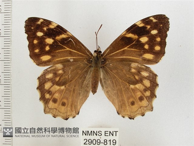 黃斑蔭眼蝶藏品圖，第1張