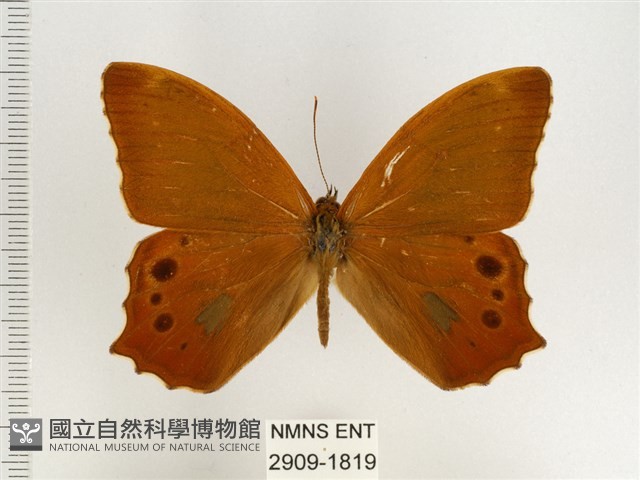 棕褐黛眼蝶藏品圖，第1張
