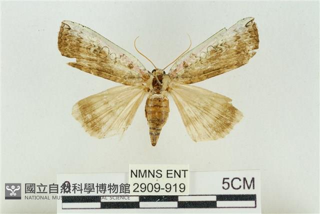 臺洒波紋蛾藏品圖，第1張