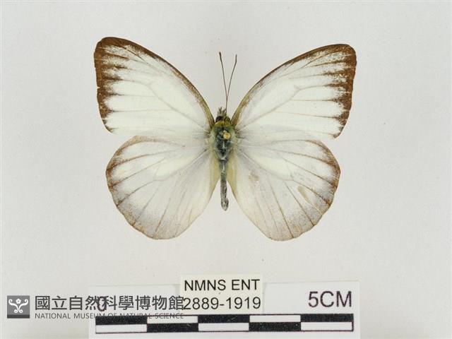 淡褐脈粉蝶藏品圖，第1張