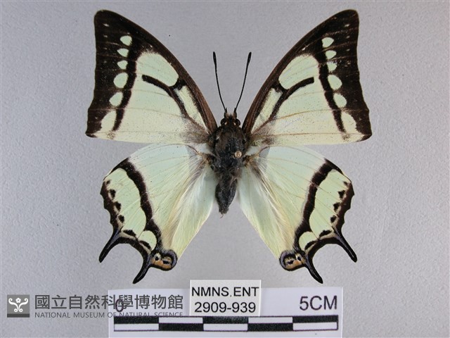 小雙尾蛺蝶藏品圖，第1張