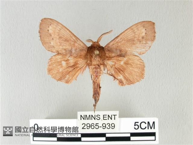 馬尾松枯葉蛾藏品圖，第1張