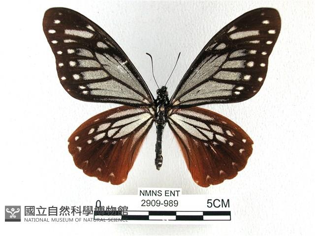 斑鳳蝶藏品圖，第1張