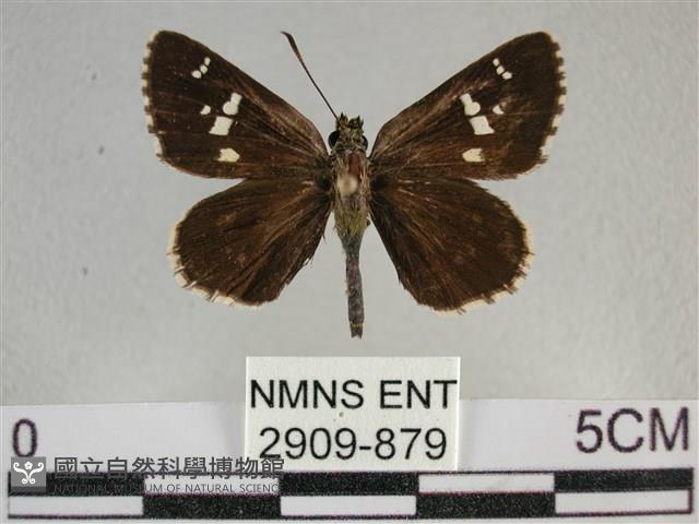 白斑弄蝶藏品圖，第1張