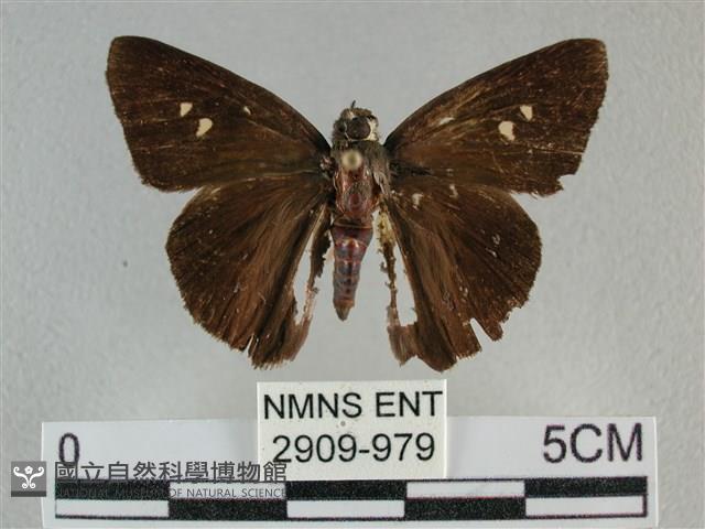 圓翅絨弄蝶藏品圖，第1張