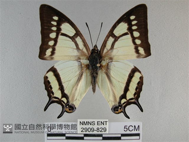 小雙尾蛺蝶藏品圖，第1張