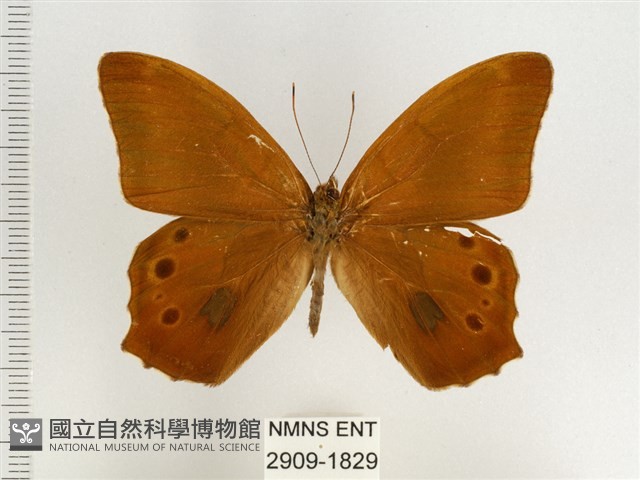 棕褐黛眼蝶藏品圖，第1張