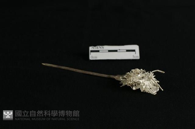 頭花藏品圖，第1張