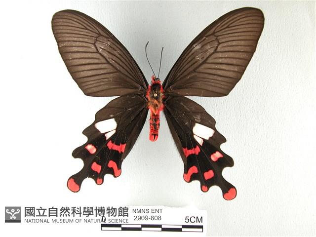 多姿麝鳳蝶藏品圖，第1張