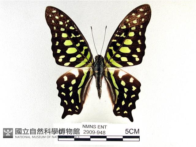 翠斑青鳳蝶藏品圖，第1張