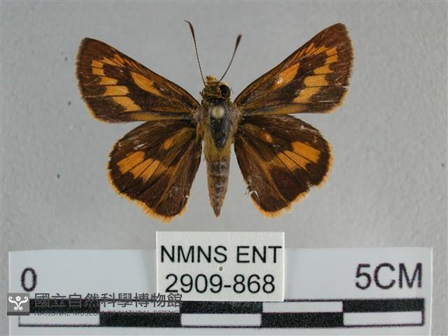 竹橙斑弄蝶藏品圖，第1張